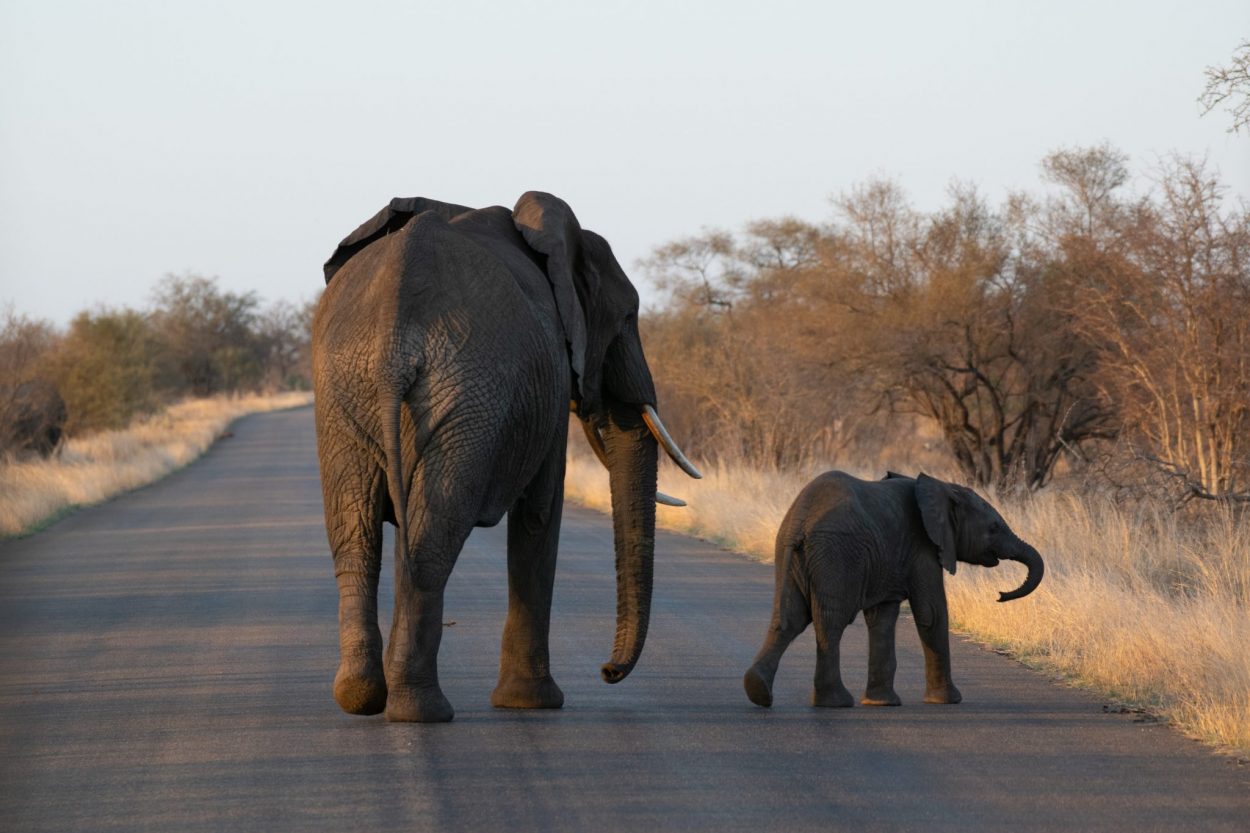 Elefantenkuh mit Baby im Krüger Nationalpark bei Sonnenuntergang