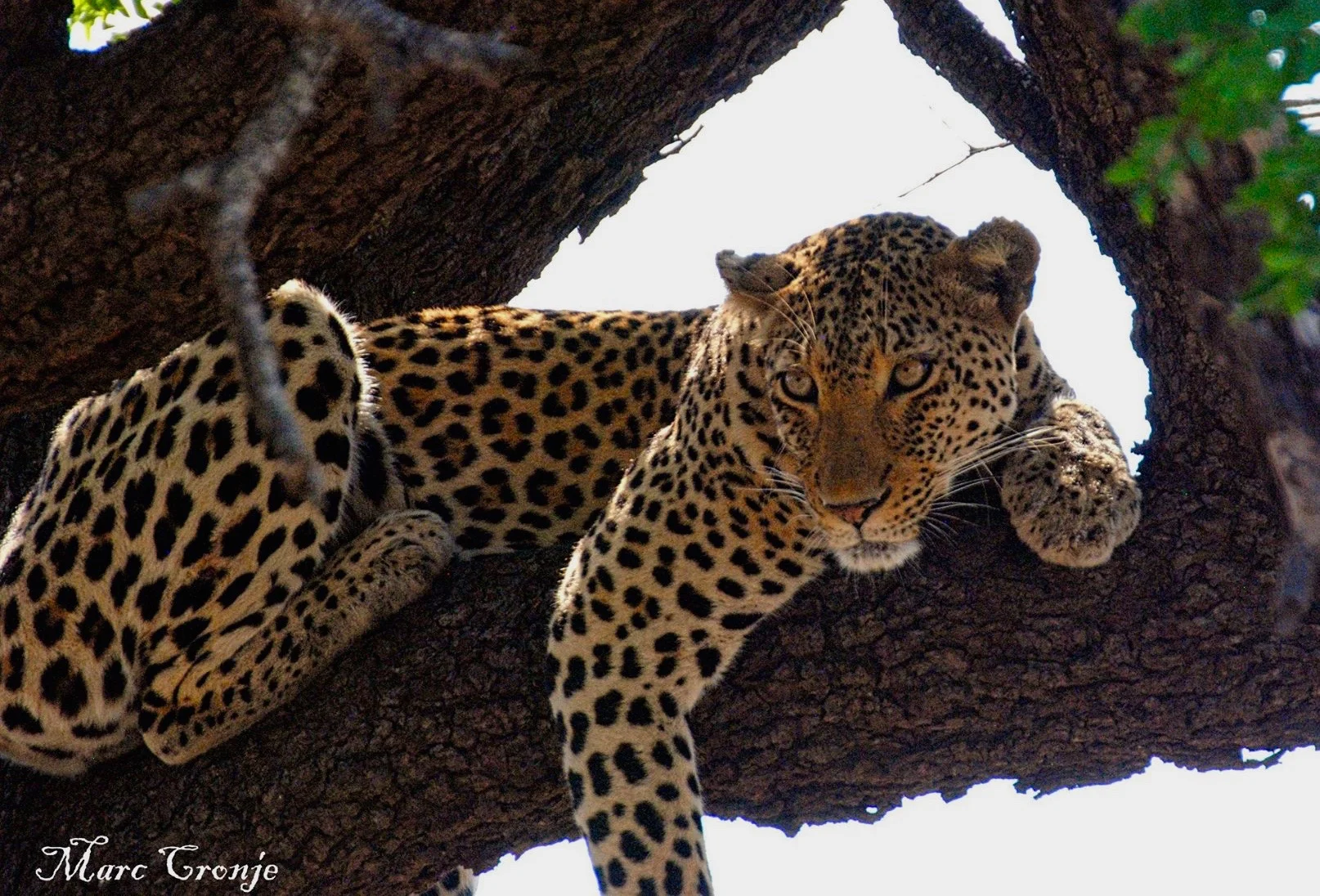 Leopard ruhend auf einem Baum im Krüger Nationalpark