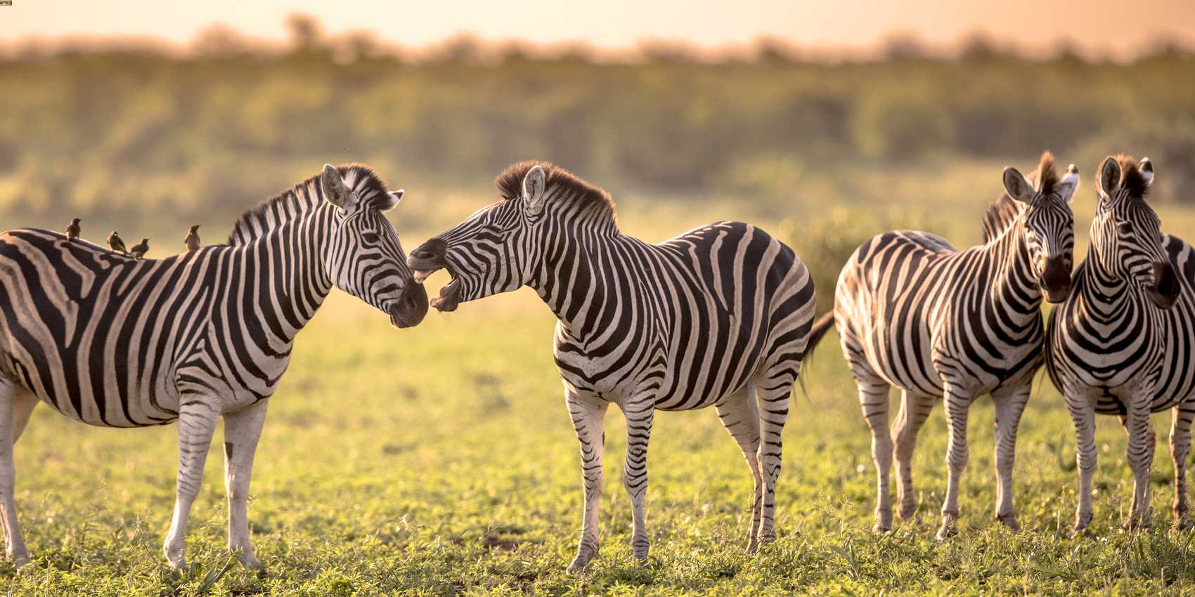 Zebras in der grünen Savanne des südlichen Krüger Parks